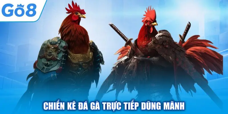 Đá Gà Trực Tiếp - GO8 Tường Thuật Trận Đấu Kịch Tính 1 Chiến kê đá gà trực tiếp dũng mãnh
