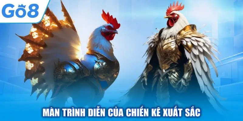 Đá Gà Trực Tiếp - GO8 Tường Thuật Trận Đấu Kịch Tính 2 Màn trình diễn của chiến kê xuất sắc